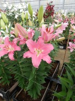 [5327 Binasco VH No01.JPG]